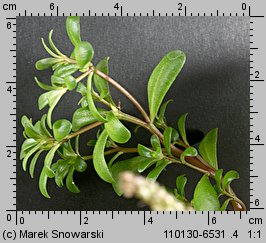 Portulaca oleracea (portulaka pospolita)