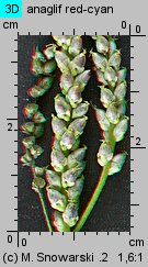 Plantago intermedia (babka wielonasienna)