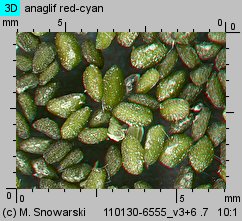 Plantago intermedia (babka wielonasienna)