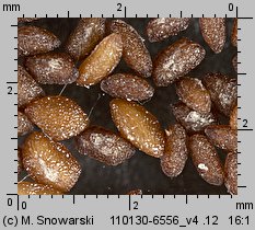 Plantago intermedia (babka wielonasienna)