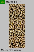 Plantago major (babka zwyczajna)