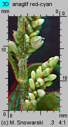 Polygonum lapathifolium ssp. pallidum (rdest szczawiolistny gruczołowaty)