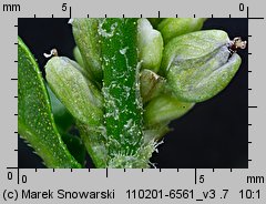 Polygonum lapathifolium ssp. pallidum (rdest szczawiolistny gruczołowaty)