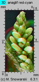 Polygonum lapathifolium ssp. pallidum (rdest szczawiolistny gruczołowaty)