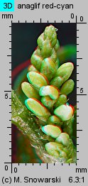 Polygonum lapathifolium ssp. pallidum (rdest szczawiolistny gruczołowaty)