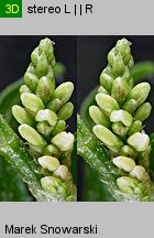 Polygonum lapathifolium ssp. pallidum (rdest szczawiolistny gruczołowaty)