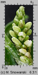 Polygonum lapathifolium ssp. pallidum (rdest szczawiolistny gruczołowaty)