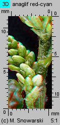 Polygonum lapathifolium ssp. pallidum (rdest szczawiolistny gruczołowaty)