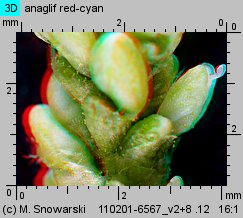 Polygonum lapathifolium ssp. pallidum (rdest szczawiolistny gruczołowaty)