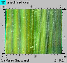 Echinochloa crus-galli (chwastnica jednostronna)