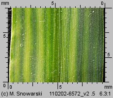 Echinochloa crus-galli (chwastnica jednostronna)