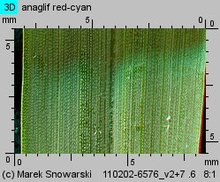 Setaria pumila siewka (rozwój włośnicy sinej)