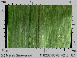 Setaria pumila siewka (rozwój włośnicy sinej)