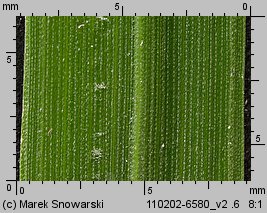 Setaria pumila siewka (rozwój włośnicy sinej)