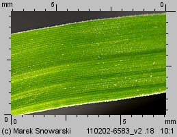 Echinochloa crus-galli siewka (rozwój chwastnicy jednostronnej)