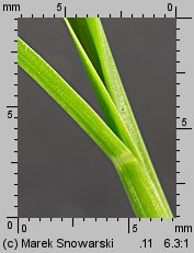 Echinochloa crus-galli siewka (rozwój chwastnicy jednostronnej)