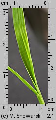 Echinochloa crus-galli siewka (rozwój chwastnicy jednostronnej)