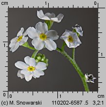 Myosotis nemorosa siewka (rozwój niezapominajki górskiej)