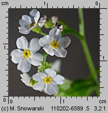 Myosotis nemorosa siewka (rozwój niezapominajki górskiej)