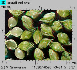 Echinochloa crus-galli (chwastnica jednostronna)