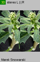 Chenopodium glaucum siewka (rozwój komosy siniej)