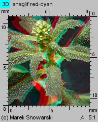 Chenopodium glaucum siewka (rozwój komosy siniej)