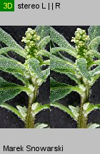 Chenopodium glaucum siewka (rozwój komosy siniej)