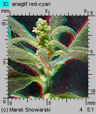 Chenopodium glaucum siewka (rozwój komosy siniej)