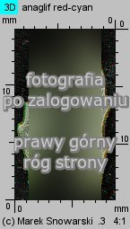 Chenopodium glaucum siewka (rozwój komosy siniej)