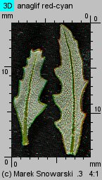 Chenopodium glaucum siewka (rozwój komosy siniej)