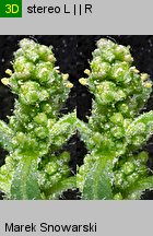 Chenopodium glaucum siewka (rozwój komosy siniej)