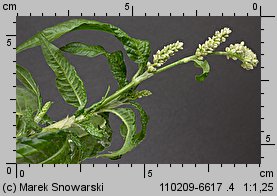 Polygonum lapathifolium ssp. pallidum (rdest szczawiolistny gruczołowaty)