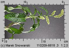 Polygonum lapathifolium agg. (rdest szczawiolistny)