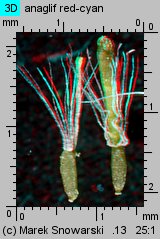 Gnaphalium uliginosum (szarota błotna)