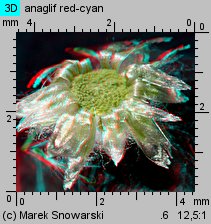 Gnaphalium uliginosum (szarota błotna)