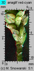 Polygonum lapathifolium ssp. pallidum (rdest szczawiolistny gruczołowaty)