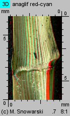 Molinia caerulea s.str. (trzęślica modra)