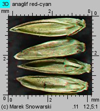 Molinia caerulea s.str. (trzęślica modra)