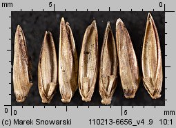 Molinia caerulea s.str. (trzęślica modra)