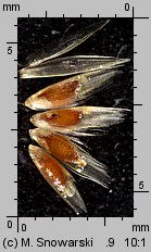 Deschampsia cespitosa (śmiałek darniowy)