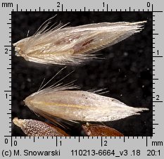 Deschampsia cespitosa (śmiałek darniowy)