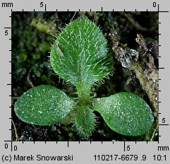 Conyza canadensis (konyza kanadyjska)