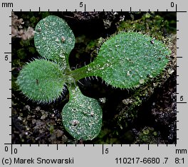 Conyza canadensis (konyza kanadyjska)