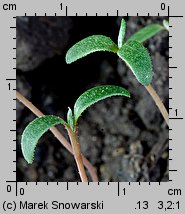 Polygonum lapathifolium ssp. pallidum siewka (rozwój rdestu gruczołowatego)