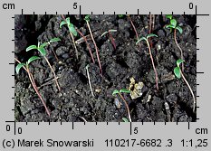 Polygonum lapathifolium ssp. pallidum siewka (rozwój rdestu gruczołowatego)