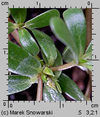 Portulaca oleracea (portulaka pospolita)