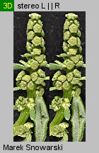 Chenopodium glaucum siewka (rozwój komosy siniej)