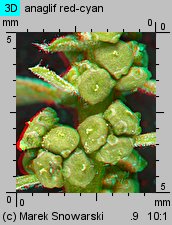 Chenopodium glaucum siewka (rozwój komosy siniej)