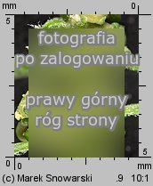 Chenopodium glaucum siewka (rozwÃ³j komosy siniej)