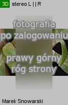 Portulaca oleracea (portulaka pospolita)